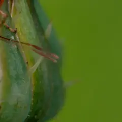 En närbild på en röd insekt med detaljerade ögon och ben, sittande på ett grönt, taggigt växtblad. Bilden visar effekten av helicon focus, där skärpan är perfekt över hela motivet.