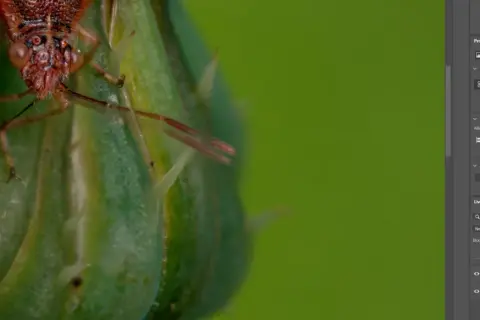 En närbild på en röd insekt med detaljerade ögon och ben, sittande på ett grönt, taggigt växtblad. Bilden visar effekten av helicon focus, där skärpan är perfekt över hela motivet.
