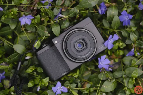 En svart Ricoh GR III X ligger bland gröna blad och lila blommor.