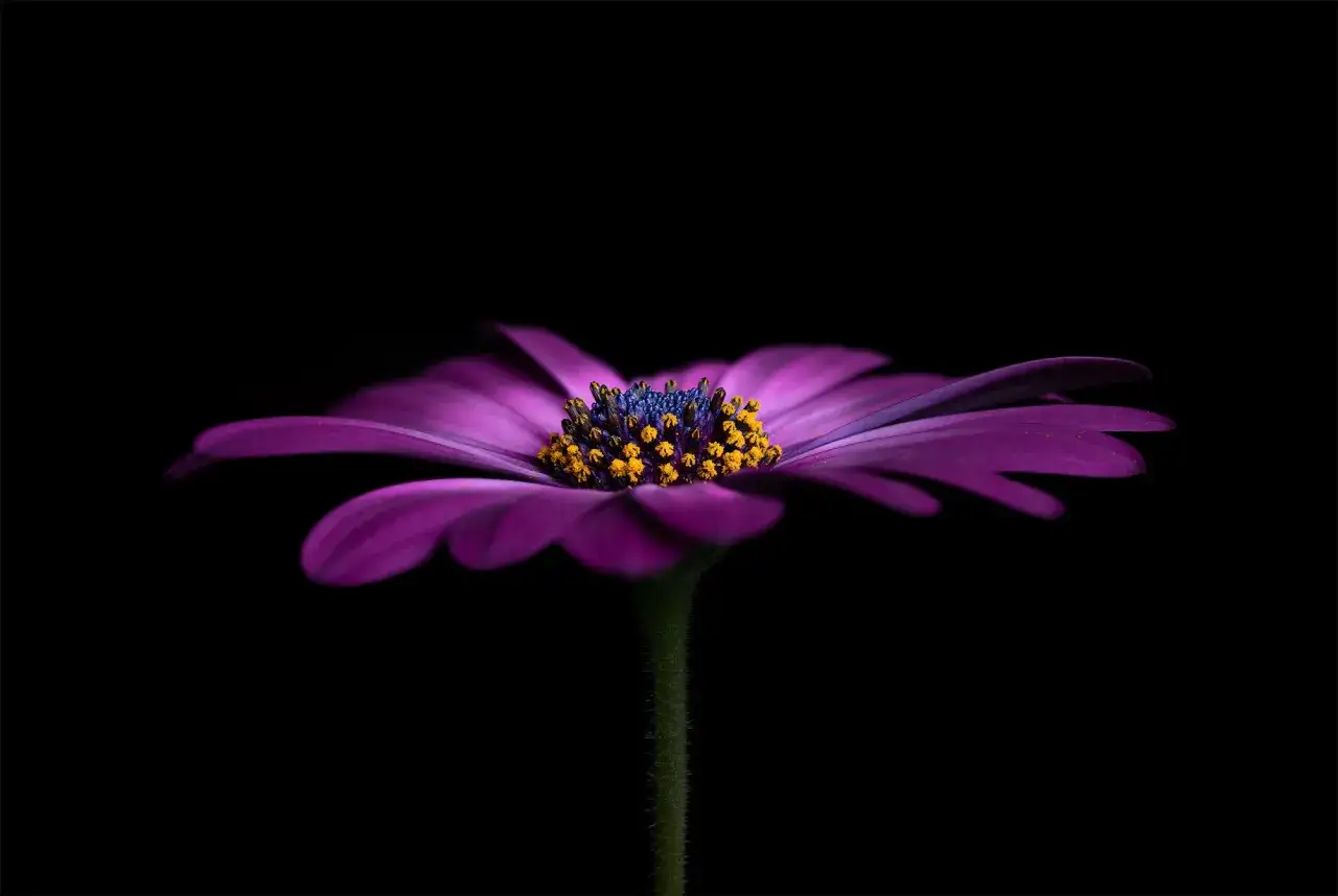 En lila blomma med gul och blå mitt, fotograferad med helicon focus mot svart bakgrund.